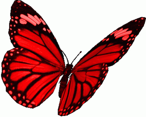 borboletas butterflies